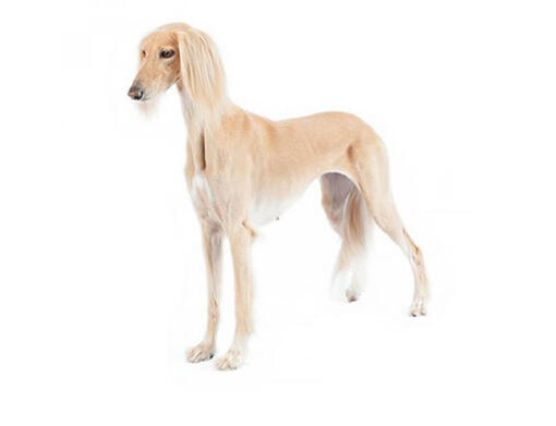 Brindle fashion saluki